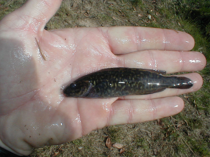pc090010