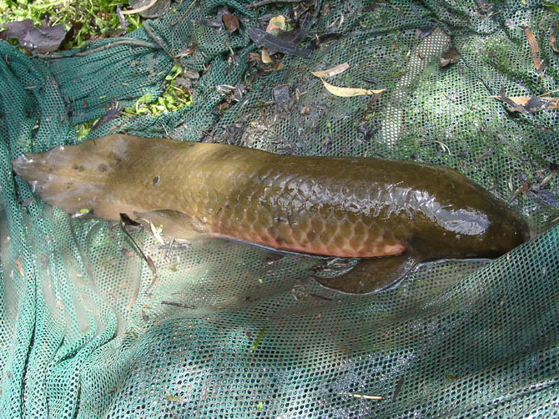 12020009