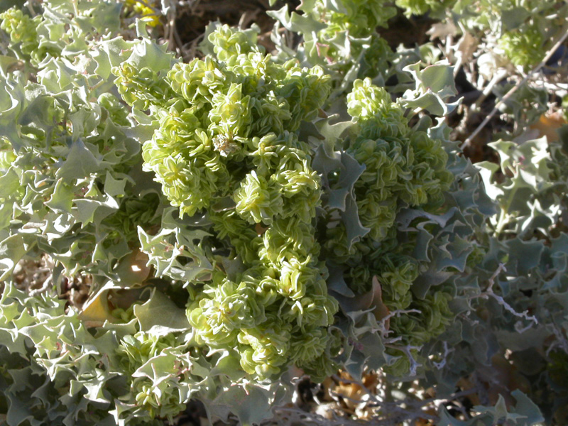 mar04-a100