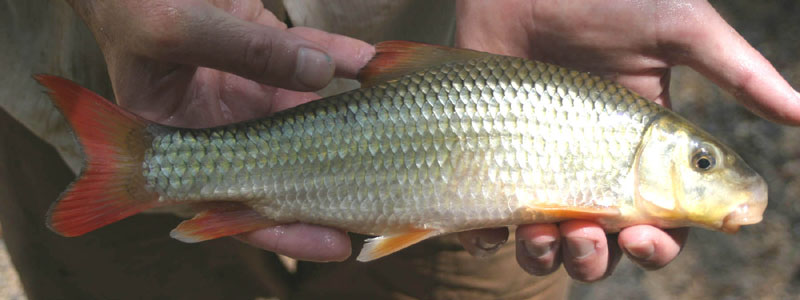 m_carinatum