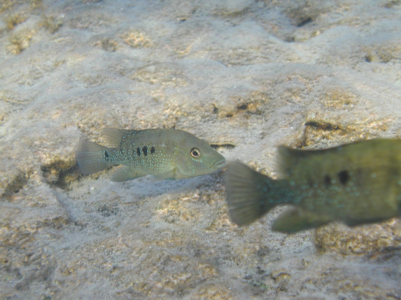 p1010068