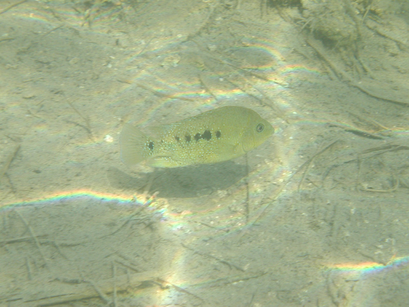p1010184