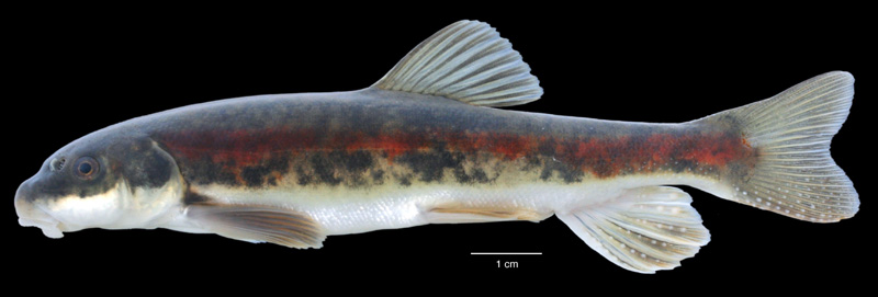 catost.wall.canyon.neely