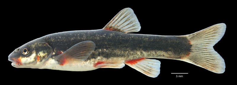 rhino.wall.canyon.neely