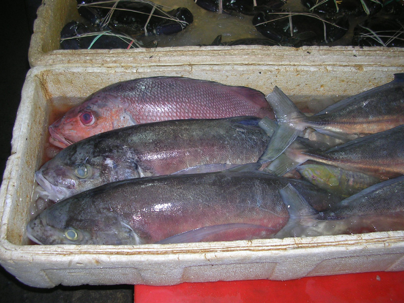 DSCN5512