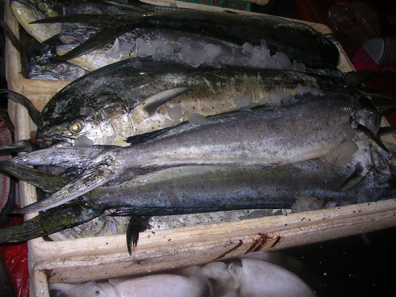 DSCN5527